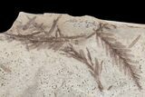 Dawn Redwood (Metasequoia) Fossils - Montana #165179-1